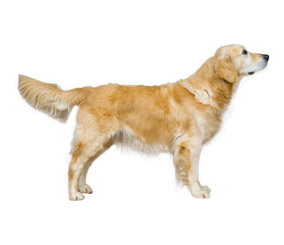Golden retriever top coat type