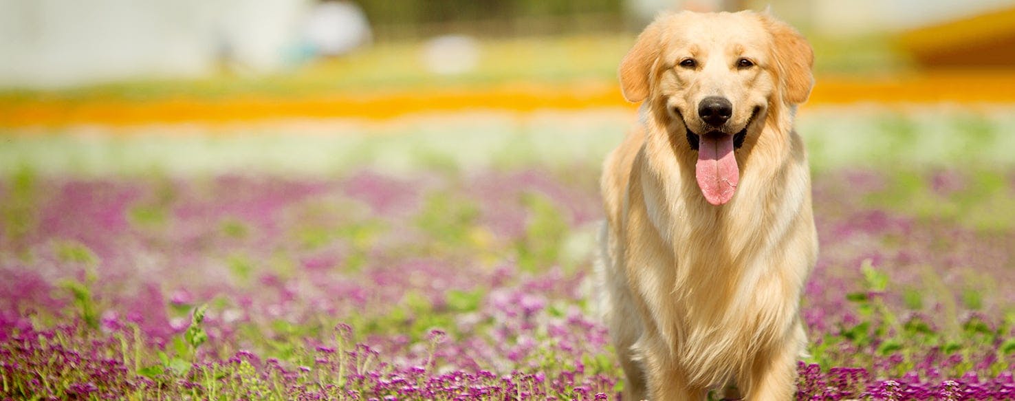 Golden Retriever Lifespan: Age, Life Expectancy & Health Concerns -  Pedigree® Philippines