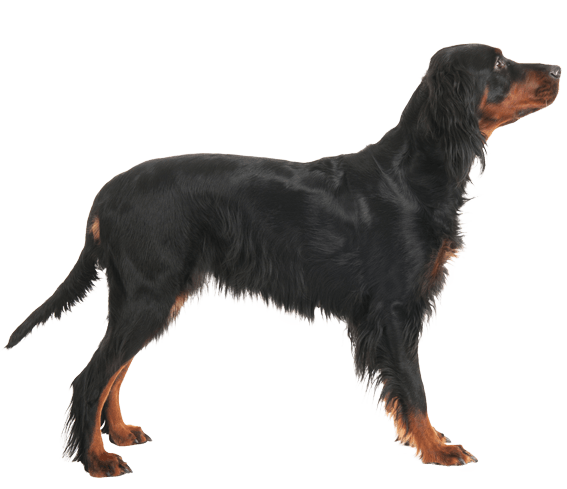 Red gordon setter 2025