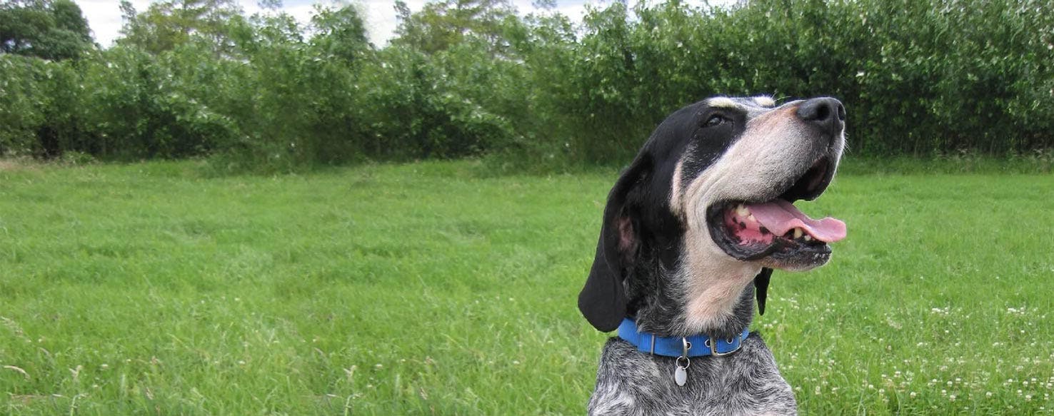 Grand Bleu De Gascogne Dog Breed Facts And Information Wag Dog Walking
