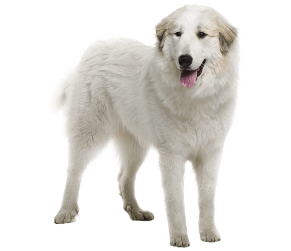 Great Pyrenees Dog Breed Facts And Information Wag Dog Walking