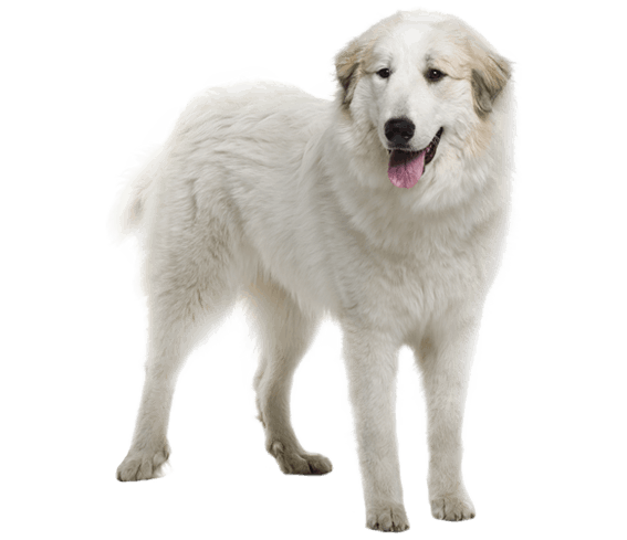 Great Pyrenees Dog Breed Facts and Information Wag Dog Walking