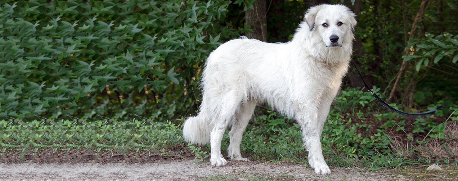 Great Pyrenees | Dog Breed Facts And Information - Wag! Dog Walking