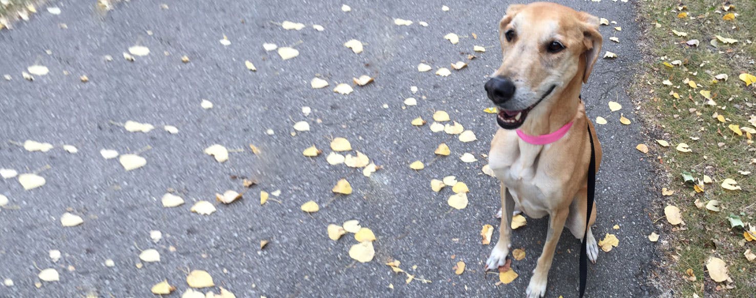 yellow lab greyhound mix temperament