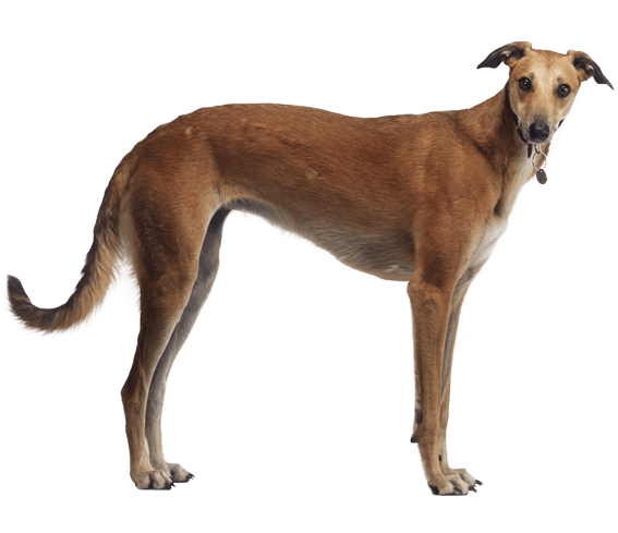 dark red greyhound