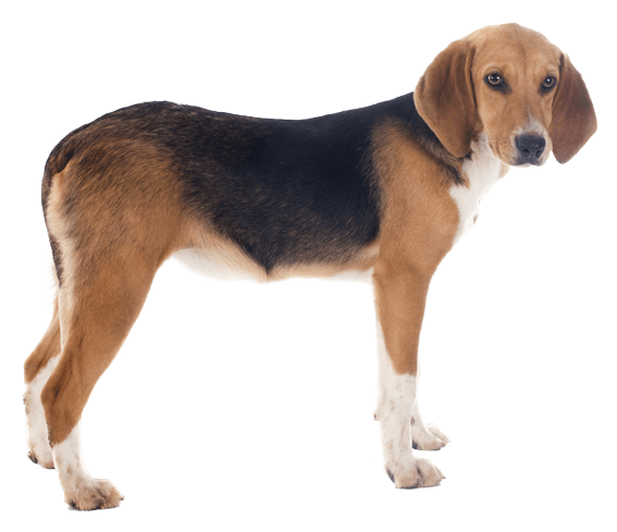 Harrier best sale hound mix