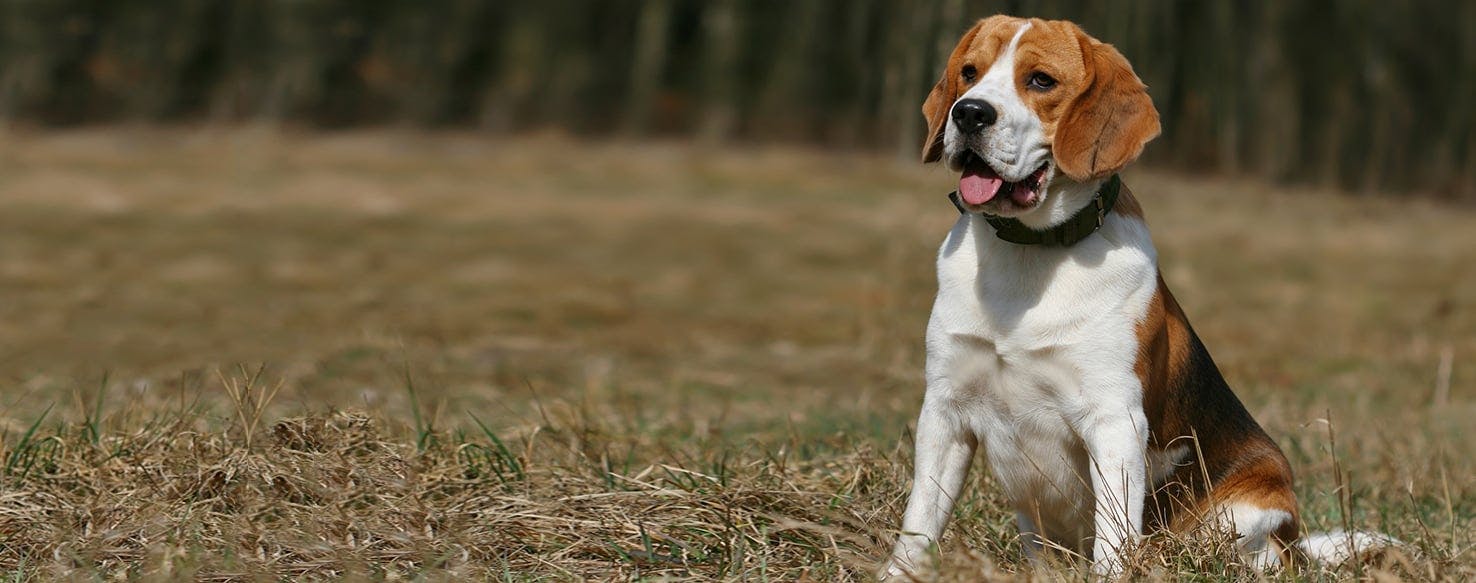 Harrier Dog Puppy