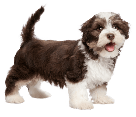Havanese: Characteristics & Care