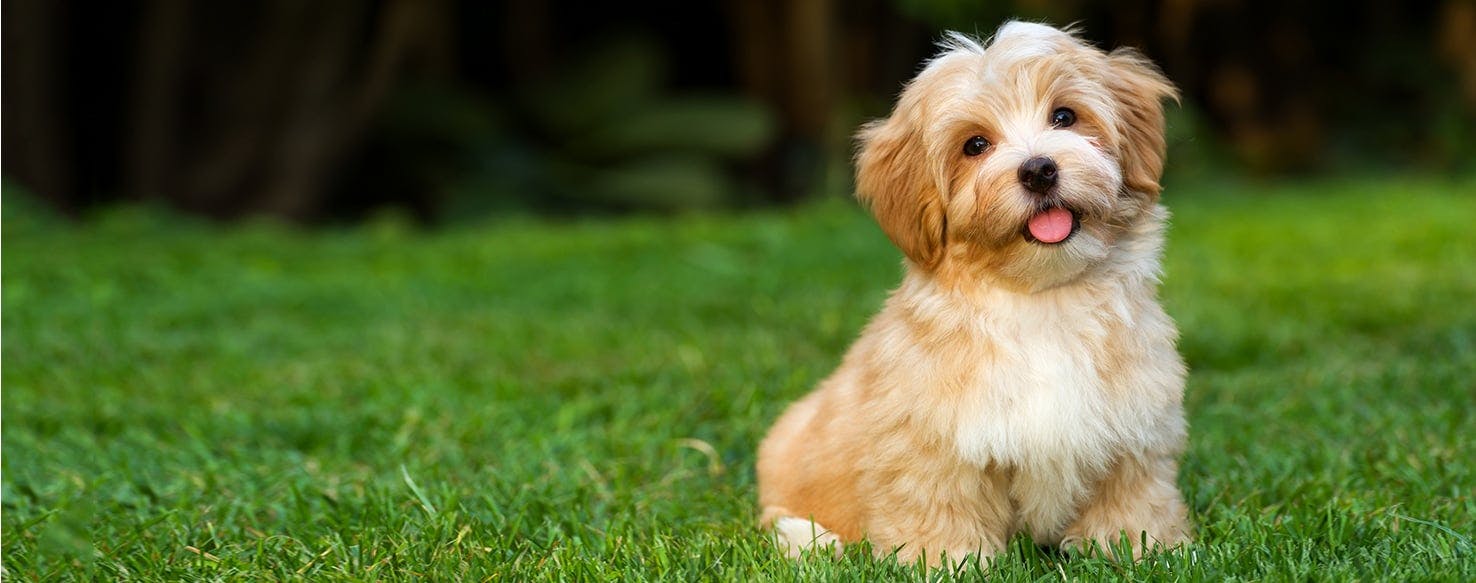 are havanese dog aggressive