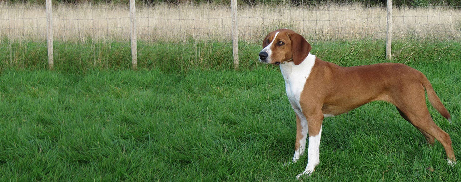 Hygenhund Dog Breed Facts And Information Wag Dog Walking