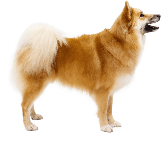 Download Icelandic Sheepdog | Dog Breed Facts and Information - Wag! Dog Walking