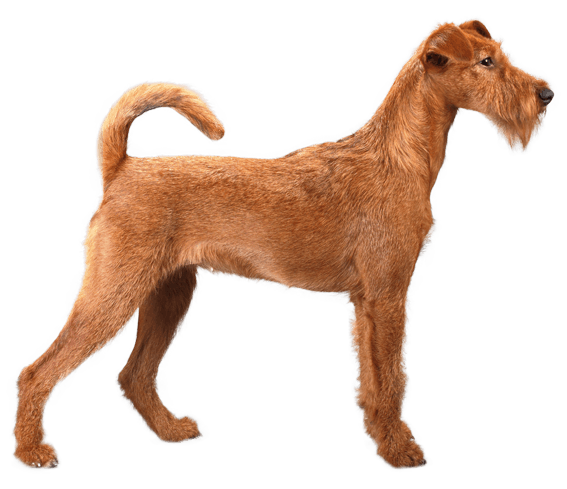 Irish terrier cost hotsell
