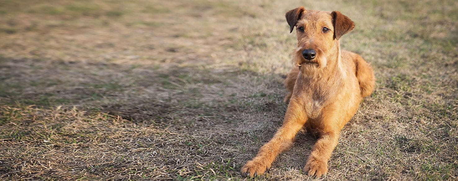 Irish Terrier Dog Breed Facts And Information Wag Dog Walking