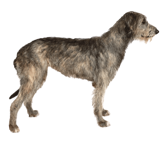 Celtic wolfhound 2024