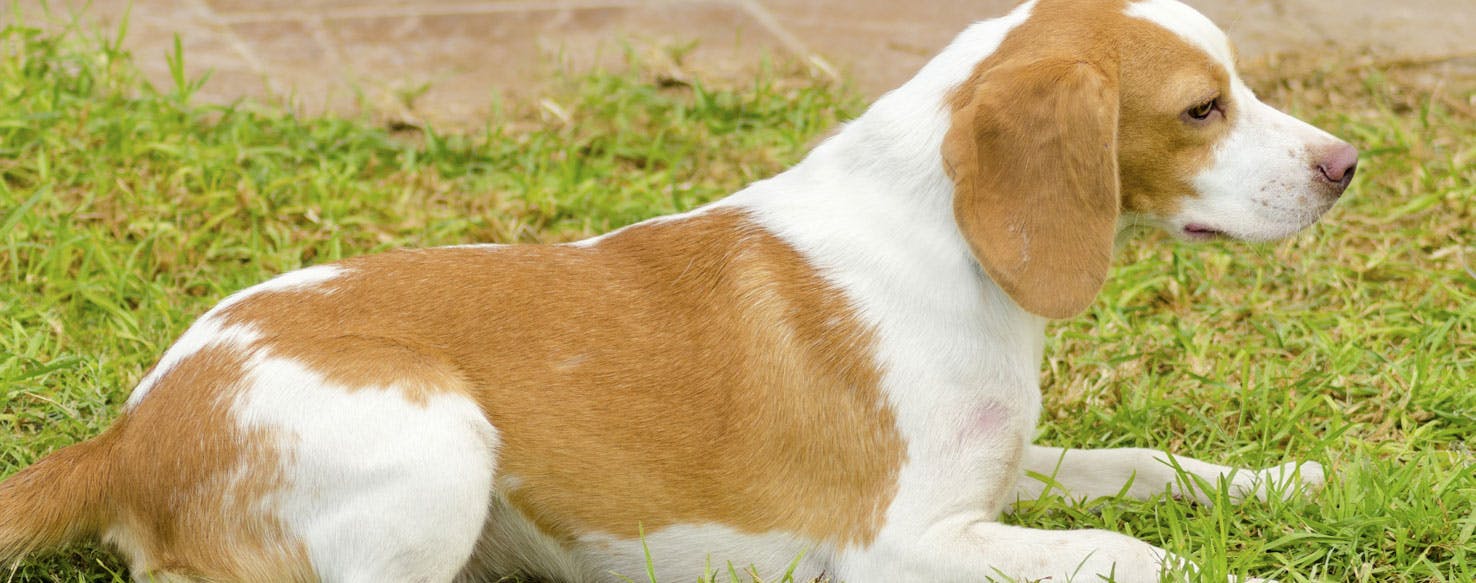 Istrian Shorthaired Hound Dog Breed Facts And Information Wag Dog Walking