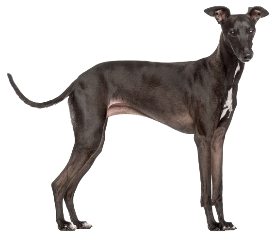 what size will a greyhound bull dog mix be