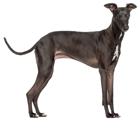 Italian Greyhound Dog Breed Facts and Information Wag Dog Walking