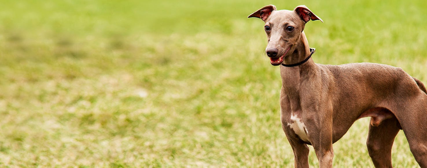 italian greyhound stuffed animal