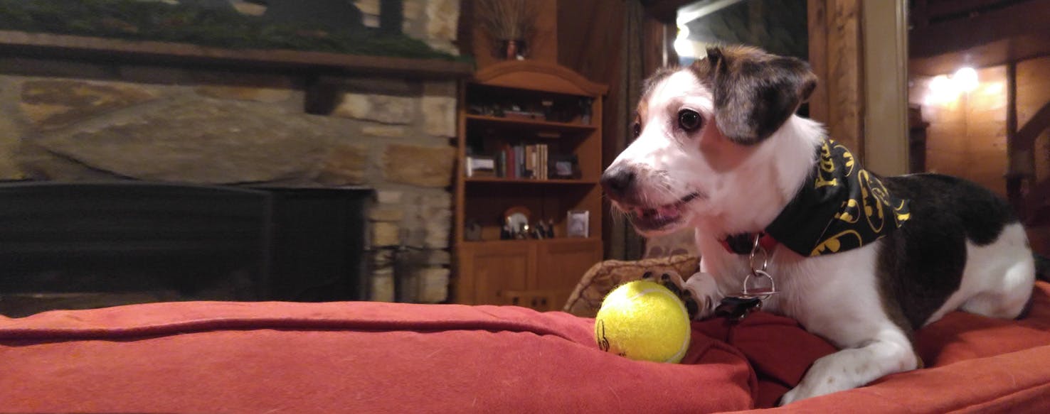 Busy Bee Dog Toy Best In Show Wow Blog