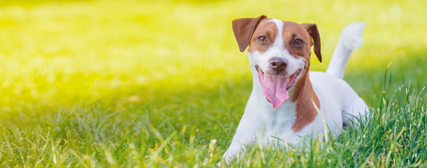 Jack Russell Terrier | Dog Breed Facts and Information - Wag! Dog Walking