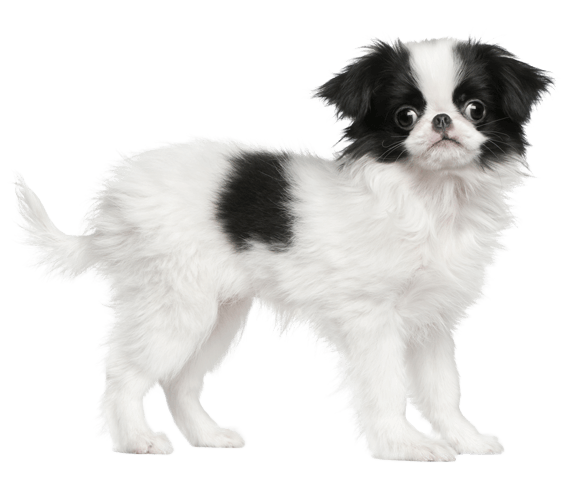 Pomeranian and online japanese chin mix