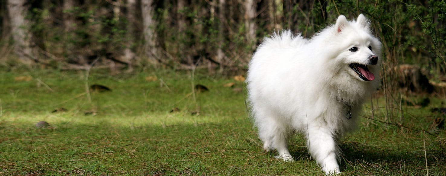Japanese Spitz Dog Breed Facts And Information Wag Dog Walking