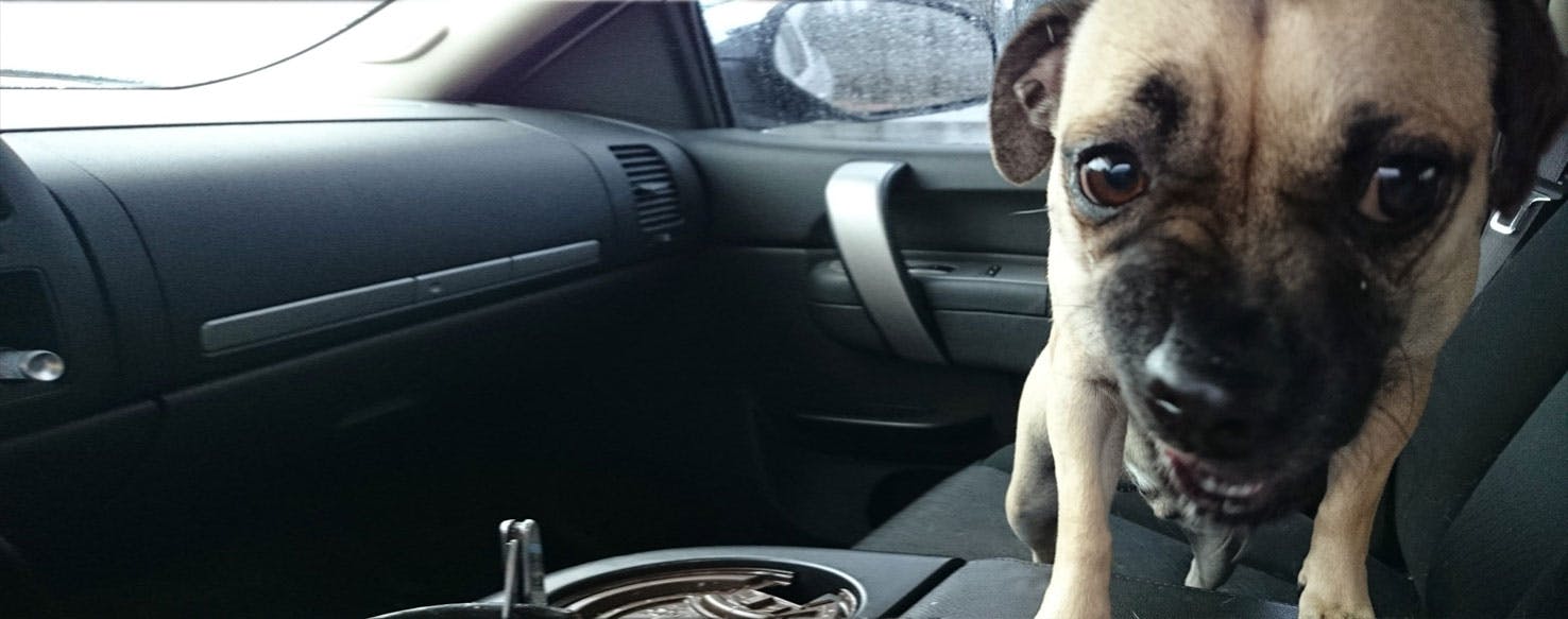 Jug Dog Breed Health, History, Appearance, Temperament, and Maintenance