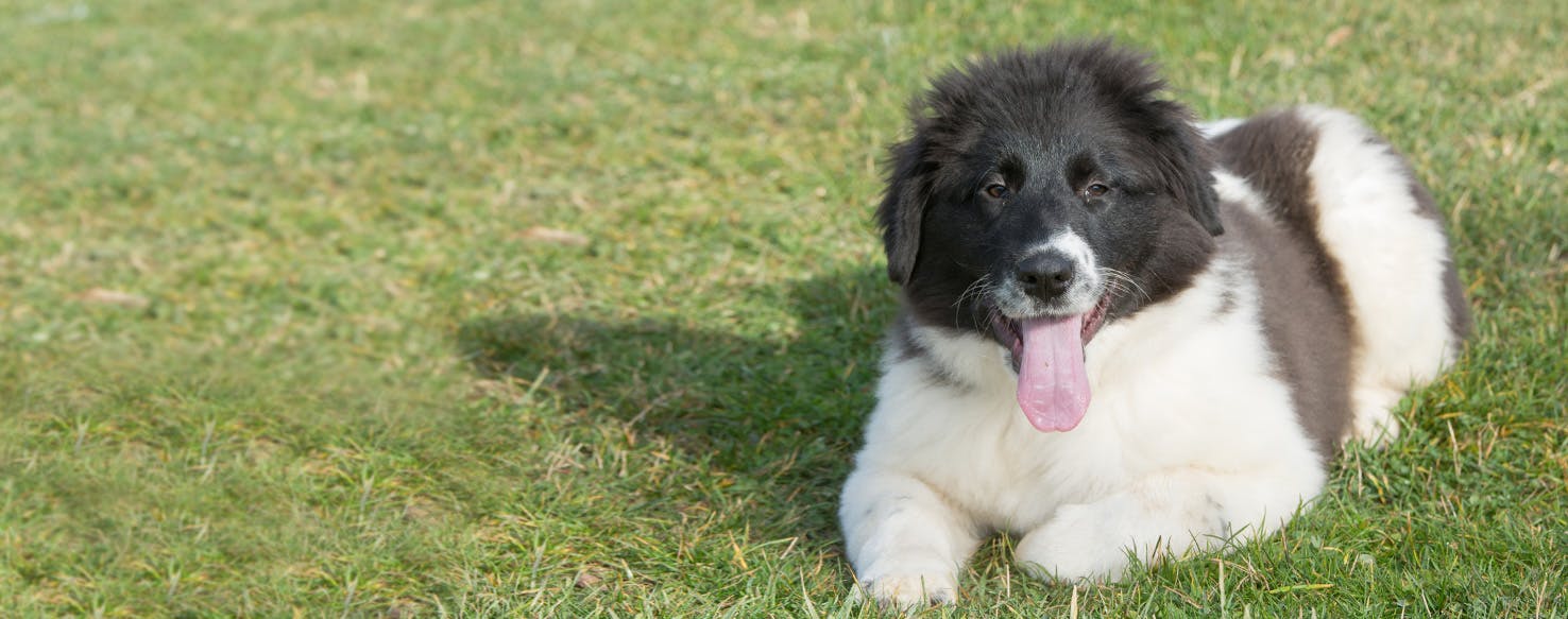 Karakachan Dog Breed Facts And Information Wag Dog Walking