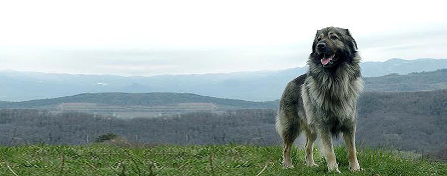 Karst Shepherd Dog Breed Facts And Information Wag Dog Walking