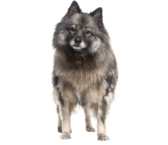 Smiling dutchman best sale dog