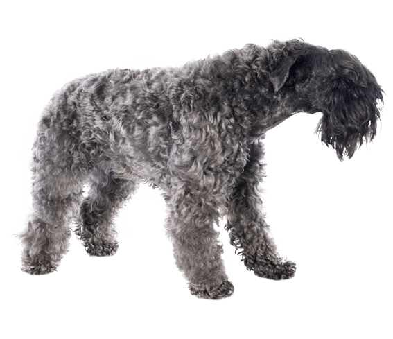 Kerry blue wheaten hot sale terrier