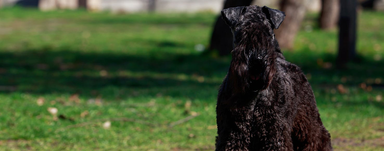 Kerry Blue Terrier Dog Breed Facts And Information Wag Dog Walking