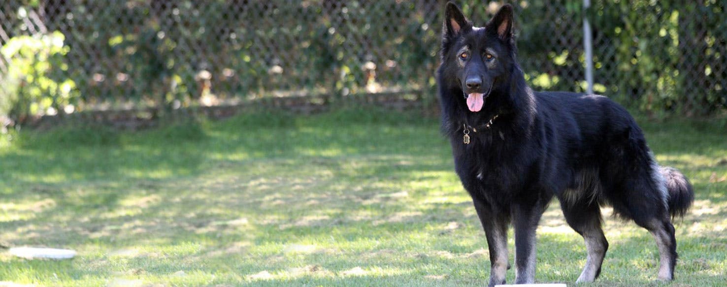 King Shepherd Dog Breed Facts And Information Wag Dog Walking