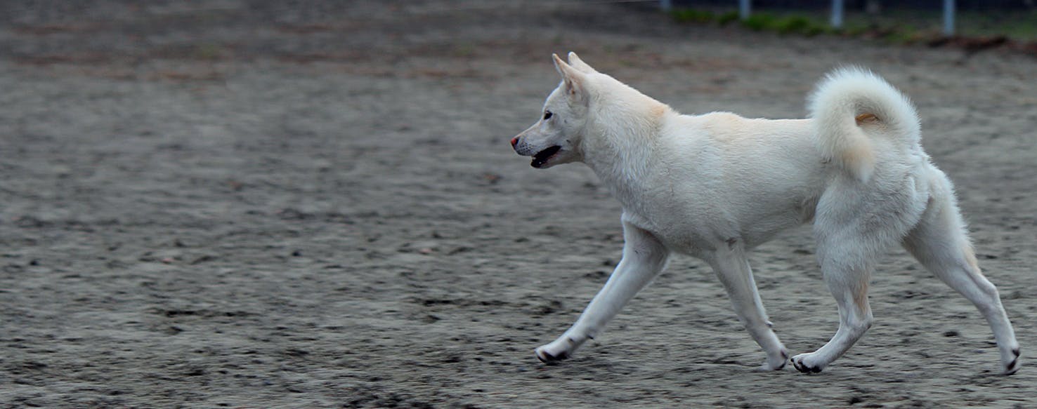 Belonend Concurrenten Continu Kishu Ken | Dog Breed Facts and Information - Wag! Dog Walking