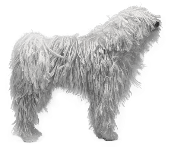 Komondor Dog Breed Facts and Information Wag Dog Walking
