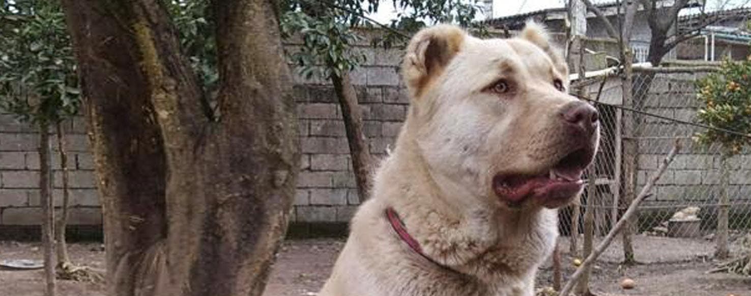 Kuchi Dog Breed Facts And Information Wag Dog Walking