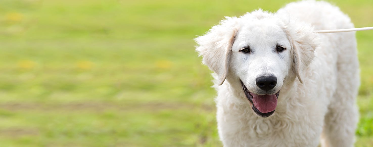 Kuvasz Dog Breed Facts And Information Wag Dog Walking