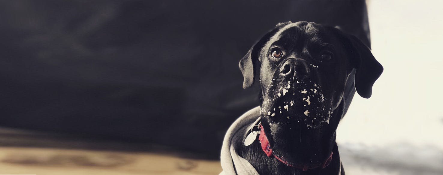 Labrador x 2024 cane corso