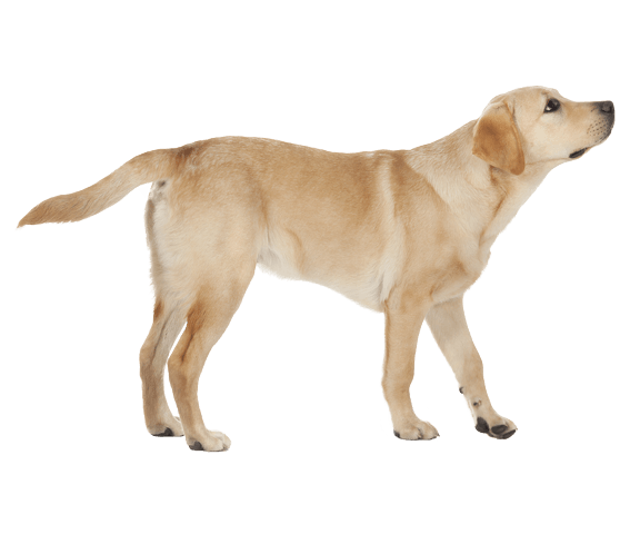 Labrador Retriever Dog Breed Facts And Information Wag Dog Walking