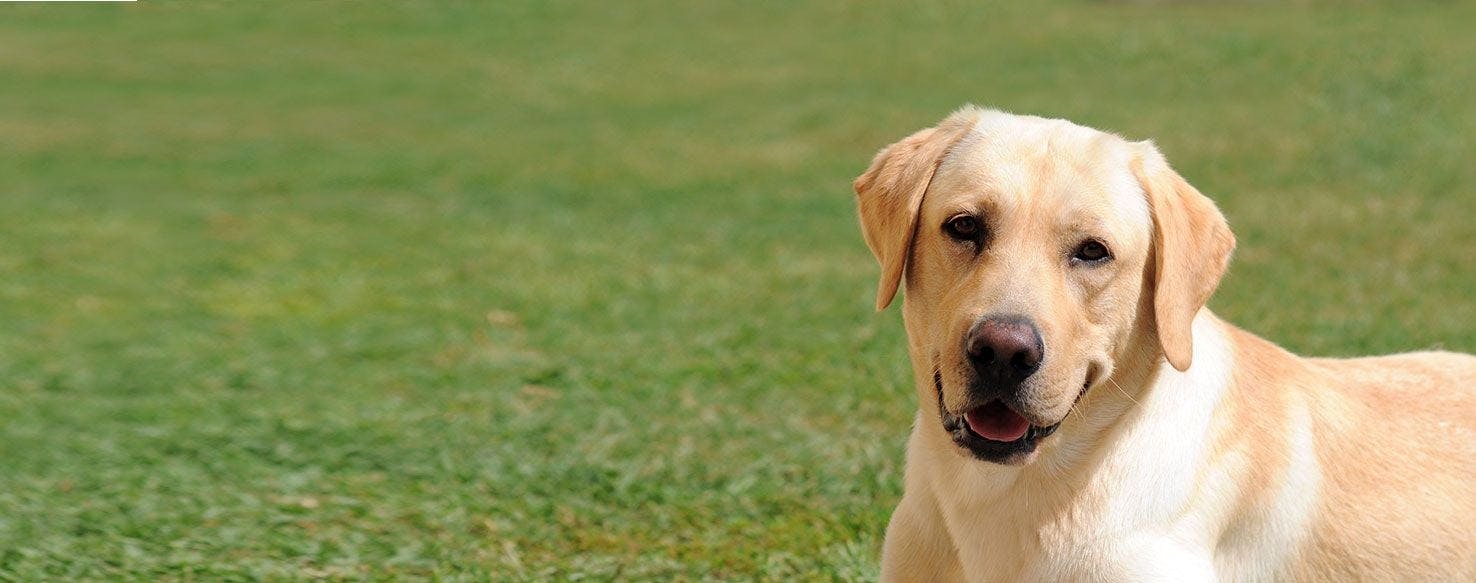 yellow lab dog