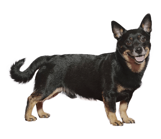 Lancashire heeler deals price