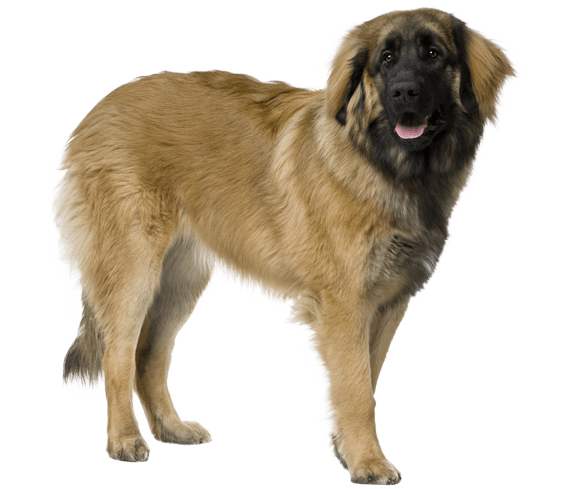 Leonberger Dog Breed Facts and Information Wag Dog Walking
