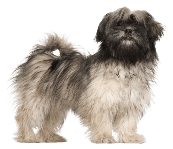 Lhasa apso hotsell long hair dogs