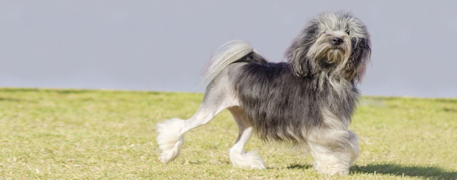 Lowchen | Dog Breed Facts and Information - Wag! Dog Walking