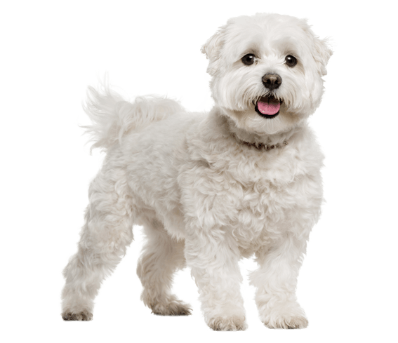 What is top a maltese dog