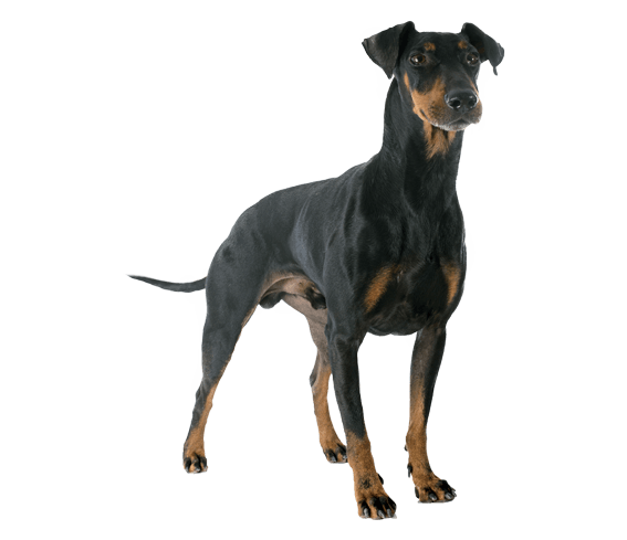 manchester terrier breed