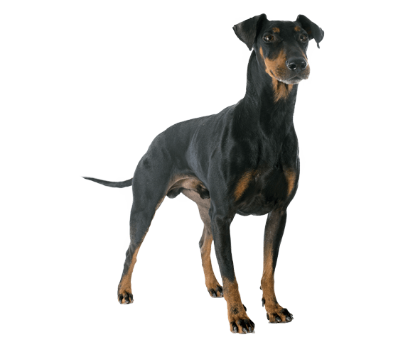 English top manchester terrier