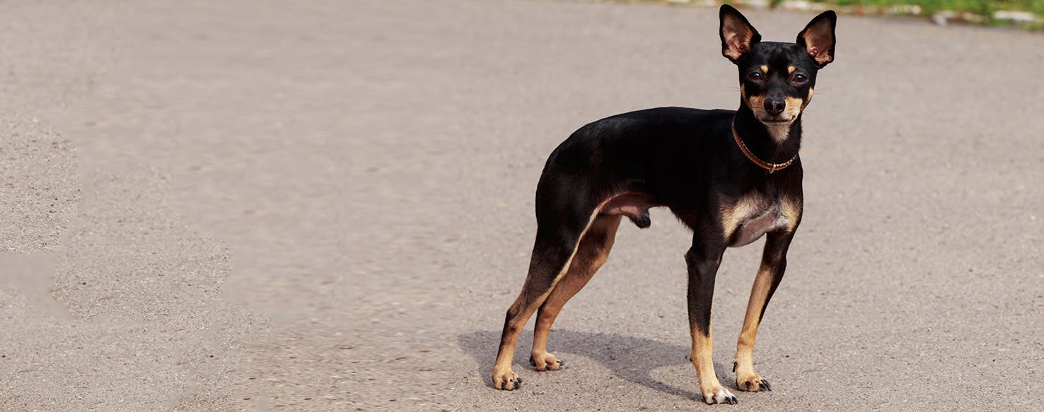 Manchester Terrier Dog Breed Facts And Information Wag Dog Walking