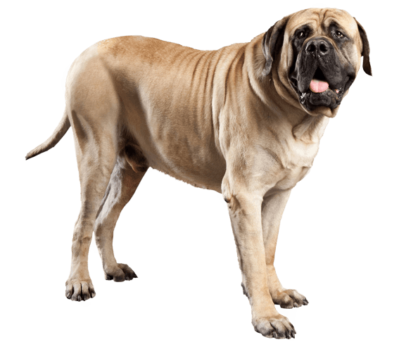 spanish mastiff dog