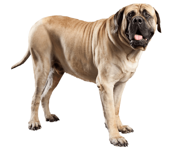 English mastiff hip hot sale dysplasia